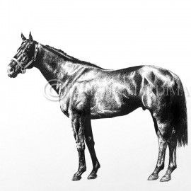 Lonhro – pen and ink equine art portrait